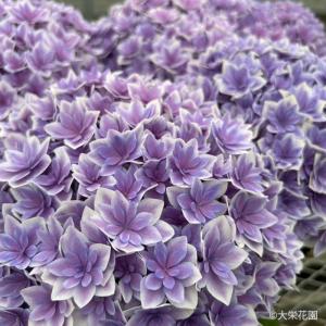 予約販売 アジサイ タイニーガール 7.5cmポット 大栄花園