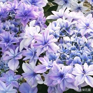 予約販売 アジサイ タイニーガール 7.5cmポット 大栄花園