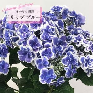 予約販売 アジサイ ドリップ ブルー 9cm〜10.5cmポット 登録品種 さかもと園芸 ハイドランジア 苗 花苗 苗木 あじさい 紫陽花 smt 10月下旬以降発送