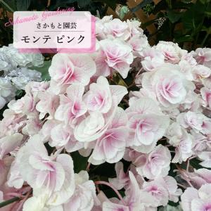 予約販売 アジサイ モンテ ピンク 9cm〜10.5cmポット 登録申請中 さかもと園芸 ハイドランジア 苗 花苗 苗木 あじさい 紫陽花 smt 10月下旬以降発送