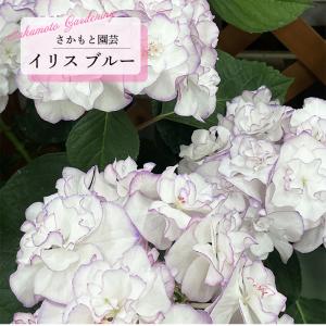予約販売 アジサイ イリス ブルー 9cm〜10...の商品画像