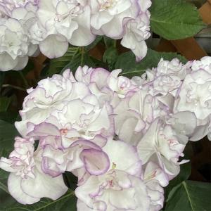 予約販売 アジサイ イリス ブルー 9cm〜1...の詳細画像1