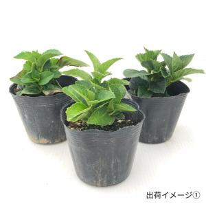 予約販売 アジサイ イリス ブルー 9cm〜1...の詳細画像3