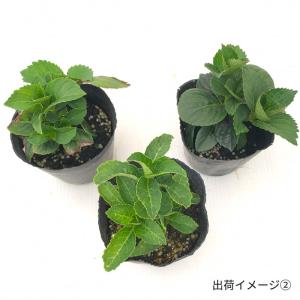 予約販売 アジサイ イリス ブルー 9cm〜1...の詳細画像5
