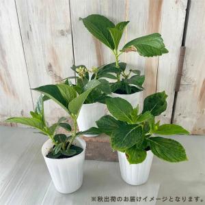 予約販売 アジサイ 百年乃恋 9cmポット ヒ...の詳細画像4