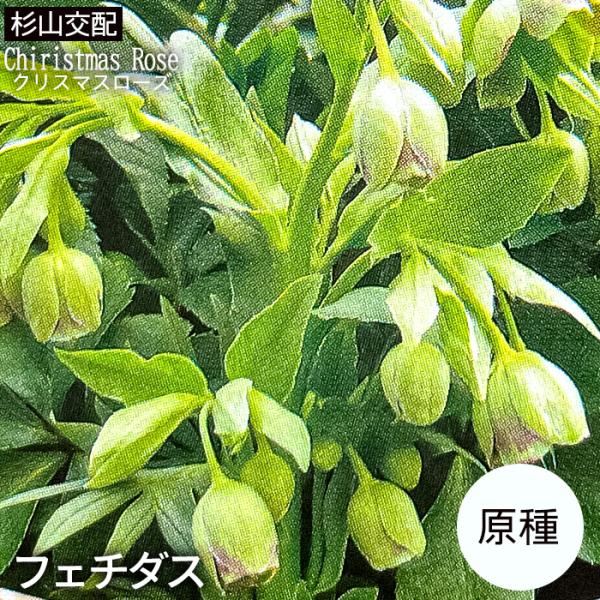 クリスマスローズ苗 原種 フェチダス 杉光園芸 杉山交配 9cmポット 宿根草 ガーデニング sgy