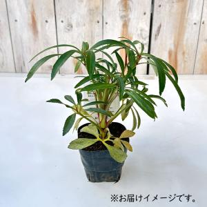 クリスマスローズ苗 原種 フェチダス 杉光園芸...の詳細画像2