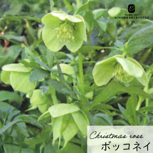 クリスマスローズ苗 原種 ボッコネイ 香り 杉光園芸 杉山交配 9cmポット 宿根草 ガーデニング ...