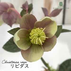 クリスマスローズ苗 原種 リビダス 杉光園芸 杉山交配 9cmポット 宿根草 ガーデニング sgy
