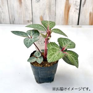 クリスマスローズ苗 原種 リビダス 杉光園芸 ...の詳細画像3