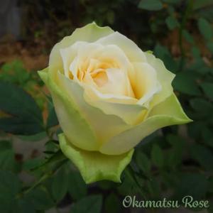 先行予約 バラ苗 バラ大苗 ロサ オリエンティス エリザベート 品種登録