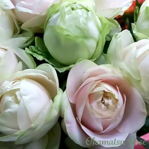 予約販売 バラ苗 バラ大苗 京阪園芸 スノートワ 四季咲き 薔薇 ばら