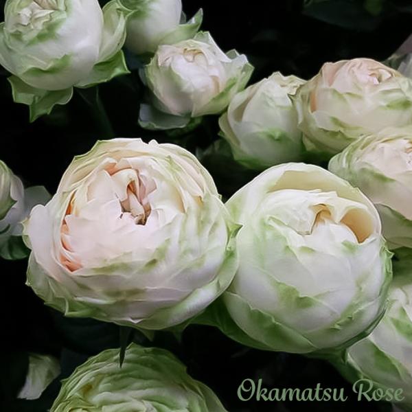 予約販売 バラ苗 バラ大苗 由香 契約品種 薔薇 ばら 送料無料 国産苗 岡松ローズ オリジナル品種...