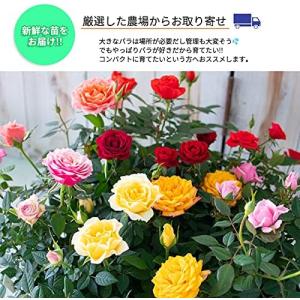 予約販売 ミニバラ パステルイエローロスアロマ...の詳細画像1