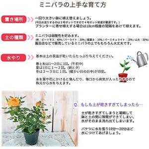 予約販売 ミニバラ パステルイエローロスアロマ...の詳細画像3