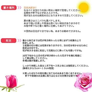 予約販売 ミニバラ パステルイエローロスアロマ...の詳細画像4