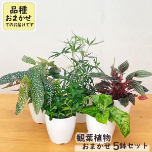 観葉植物 5鉢セット 3.5号鉢 福袋 送料無料 観葉植物 小型 小さい 室内 贈り物 プレゼント インテリア おしゃれ