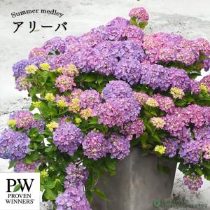 日本花キ流通 予約販売 アジサイ マジカルラプソディ 10.5cmポット