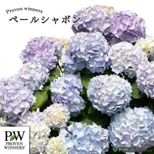 予約販売 アジサイ サマーメドレー ペールシャボン 11cmポット 二季咲き ハイドランジア 苗 花苗 苗木 あじさい 紫陽花 prwa 10月下旬以降発送