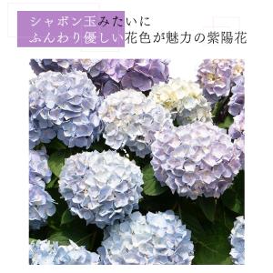予約販売 アジサイ サマーメドレー ペールシャ...の詳細画像1