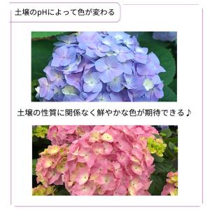 予約販売 アジサイ サマーメドレー ペールシャ...の詳細画像2