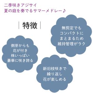 予約販売 アジサイ サマーメドレー ペールシャ...の詳細画像3