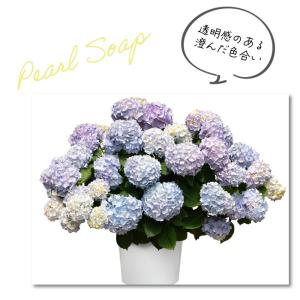 予約販売 アジサイ サマーメドレー ペールシャ...の詳細画像4