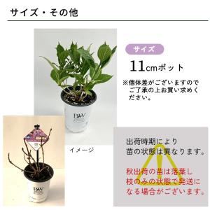 予約販売 アジサイ サマーメドレー ペールシャ...の詳細画像5