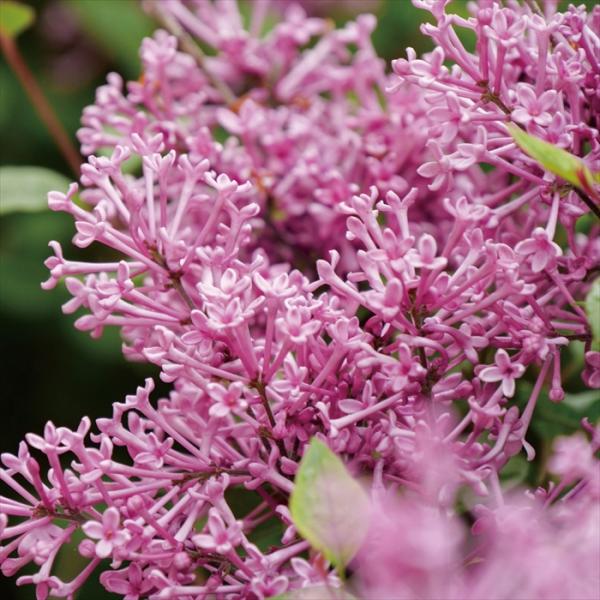 姫ライラック 苗 ドワーフ パープル 11cmポット 苗木 花木 prwk