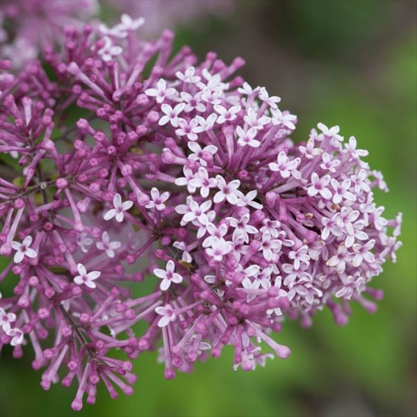 姫ライラック 苗 ペンダ 11cmポット 苗木 花木 prwk