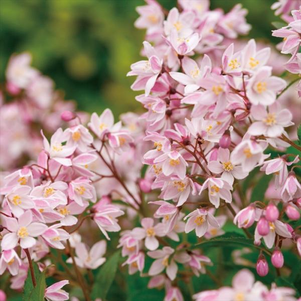 ヒメウツギ 苗 ユキチェリーブロッサム 11cmポット 苗木 花木 prwk