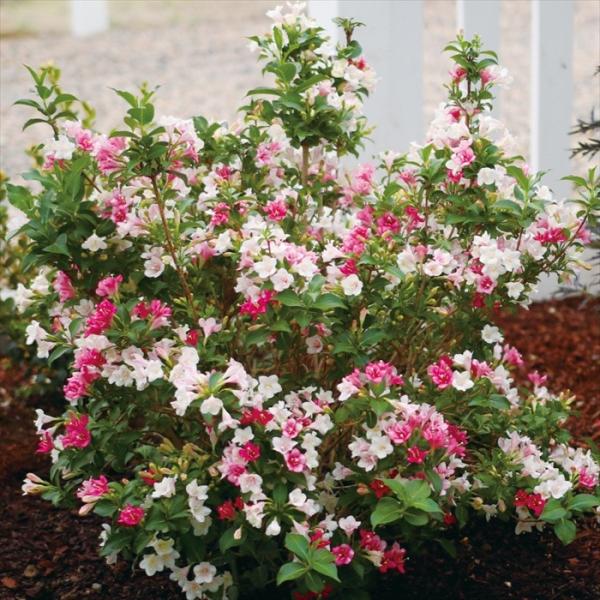 ワイゲラ 苗 トリロジー 11cmポット タニウツギ 苗木 花木 prwk