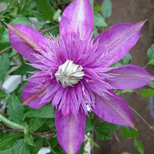 予約販売 クレマチス 苗 昇龍 大内園芸オリジナル 品種登録申請中 2年生苗 9cm〜10.5cmポ...