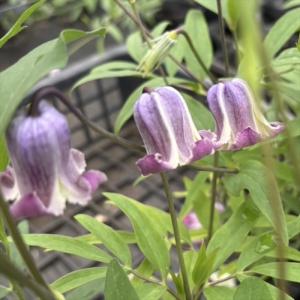 日本花キ流通 予約販売 クレマチス 苗 雫 ヴィオルナ系 壺型