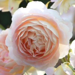 大バラ苗3年生　ピルエット　ロサオリエンティス 楽天市場】予約販売 バラ苗 バラ大苗 ロサ オリエンティス