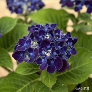 【花苗】ハイドランジア　ディープパープル　大きめ苗 タグ付き正規品　ポット毎発送 日本花キ流通 アジサイ ディープパープル 10.5cmポット