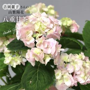 予約販売 吉岡麗子さんの山アジサイ 八重甘茶 ピンク 9cmポット ぽじさい 苗 花苗 苗木 山あじさい ヤマアジサイ 山紫陽花 yos 10月下旬以降発送