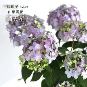 柏葉アジサイ ルビースリッパーズの苗木 : 植物・園芸専門店 花育通販