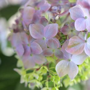 予約販売 吉岡麗子さんの山アジサイ 満天星 9...の詳細画像1