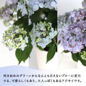 予約販売 吉岡麗子さんの山アジサイ 満天星 9...の詳細画像2
