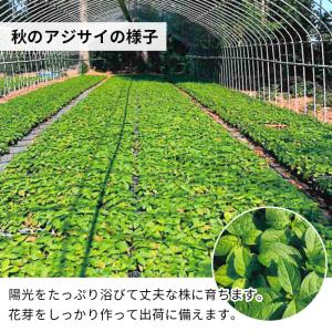 予約販売 吉岡麗子さんの山アジサイ 満天星 9...の詳細画像3