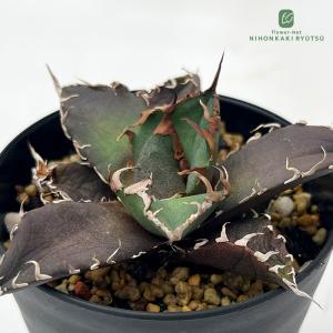 多肉植物 caアガベ チタノタ シーザー 凱撤 多肉植物 アガベ コーデックス 7.5cmポット