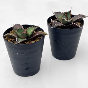 多肉植物 caアガベ チタノタ シーザー 凱撤...の詳細画像1