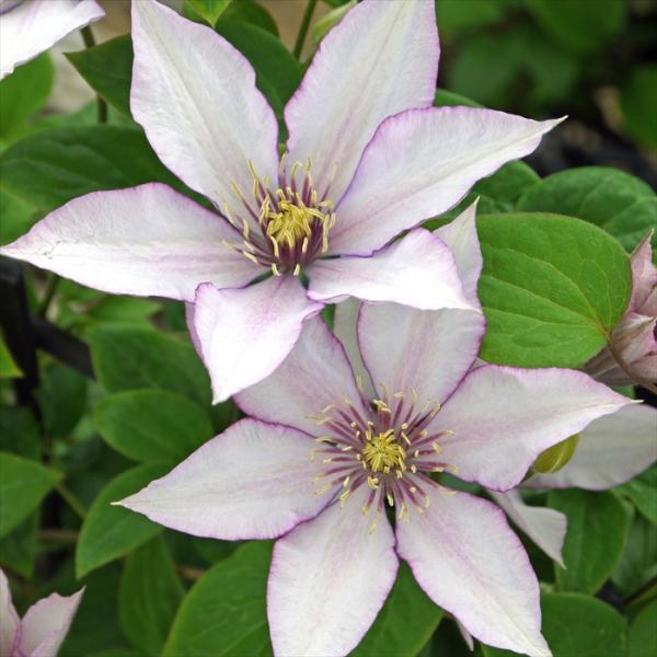 予約販売 クレマチス 苗 サマリタンジョー 早咲き大輪系 2年生株 充実大株 12cmポット clm...