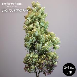 ドライフラワー カシワバアジサイ 小束 3〜5本入り インテリア 飾り ディスプレイ アンティーク おしゃれ 可愛い アレンジ スワッグ ドライフラワーラボ dfl