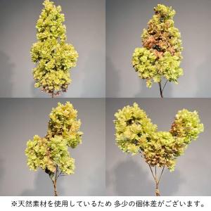 ドライフラワー カシワバアジサイ 小束 3〜5...の詳細画像4
