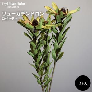 ドライフラワー リューカデンドロン ロゼッティ 3本入り インテリア 飾り ディスプレイ アンティーク おしゃれ 可愛い アレンジ ドライフラワーラボ dfl