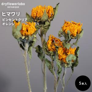 ドライフラワー ヒマワリ ビンセントクリアオレンジ 5本入り インテリア 飾り ディスプレイ アンティーク おしゃれ 可愛い アレンジ ドライフラワーラボ dfl