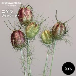 ドライフラワー ニゲラ ブラックポッド 5本入り インテリア 飾り ディスプレイ アンティーク おしゃれ 可愛い アレンジ スワッグ ブーケ ドライフラワーラボ dfl