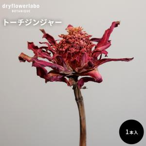ドライフラワー トーチジンジャー インテリア 飾り ディスプレイ アンティーク おしゃれ 可愛い アレンジ スワッグ ブーケ 花材 素材 ドライフラワーラボ dfl